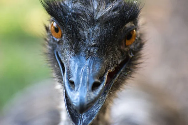 Australian Emu Livre Durante Dia Entre Natureza — Fotografia de Stock