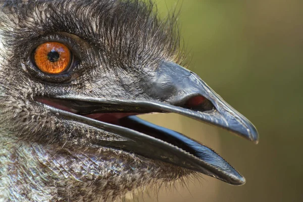 Australian Emu Livre Durante Dia Entre Natureza — Fotografia de Stock