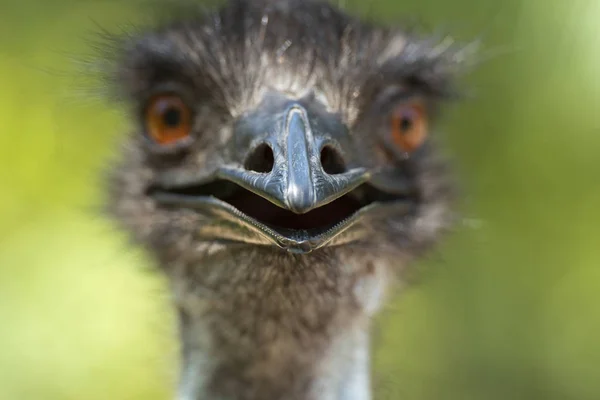 澳大利亚 Emu 白天在大自然中的户外活动 — 图库照片