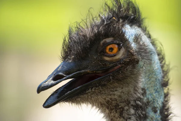 Australijski Emu Zewnątrz Ciągu Dnia Wśród Natury — Zdjęcie stockowe