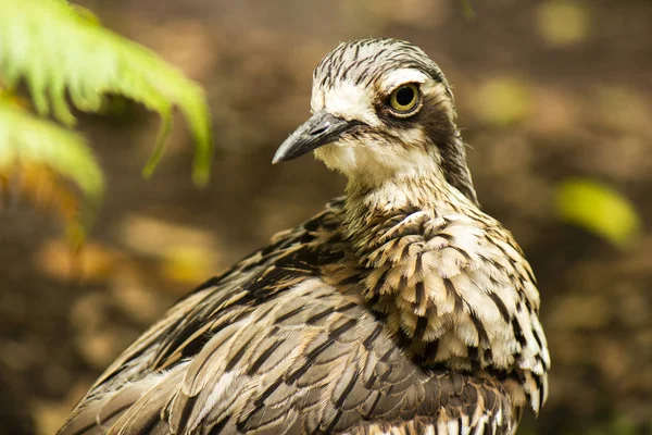 Gün Boyunca Bir Bush Taş Kocagöz Yakın Çekim — Stok fotoğraf