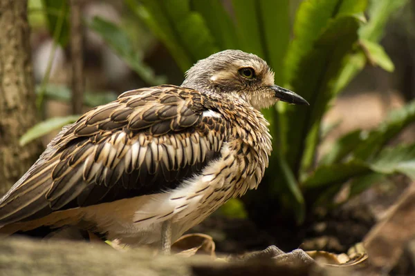 Gün Boyunca Bir Bush Taş Kocagöz Yakın Çekim — Stok fotoğraf