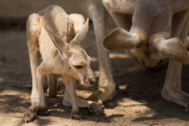 Gün boyunca dinlenme kanguru joey