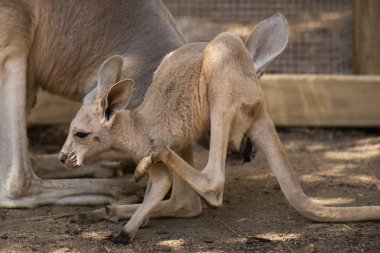 Gün boyunca dinlenme kanguru joey
