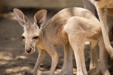 Gün boyunca dinlenme kanguru joey