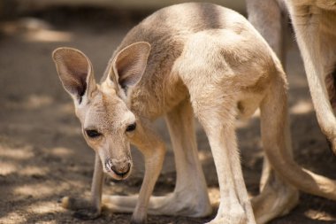 Gün boyunca dinlenme kanguru joey