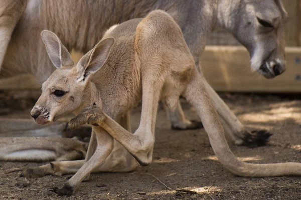 Kangoeroe Joey Rusten Tijdens Dag — Stockfoto