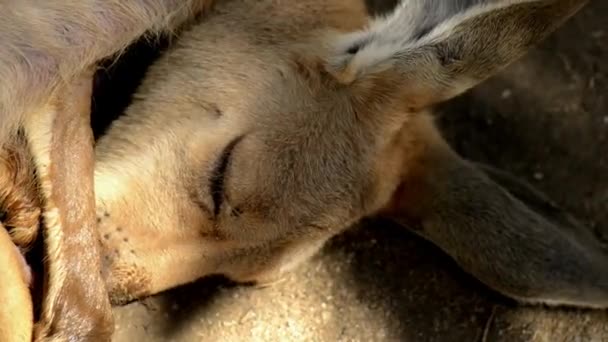 Kangaroo Joey Resting Day — Stock Video