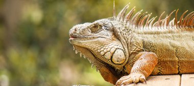 Gün boyunca dışarı doğada Yeşil Iguana