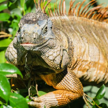 Gün boyunca dışarı doğada Yeşil Iguana