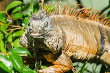 Gün boyunca dışarı doğada Yeşil Iguana