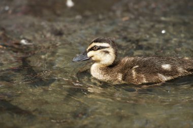 Göçebe ıslıkçı ördek