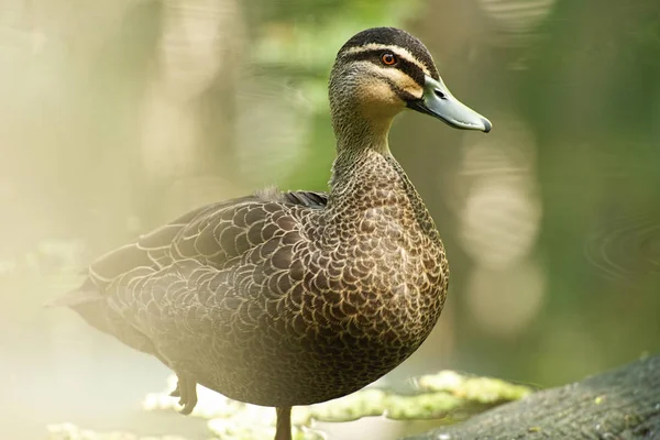 Wandering Whistling Duck — Stock Photo, Image