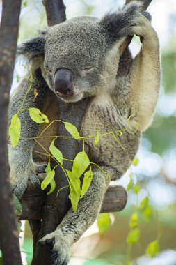 Avustralya koala