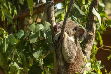 Avustralya koala