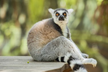 Lemur