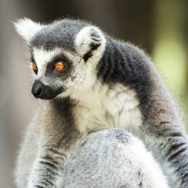 Lemur