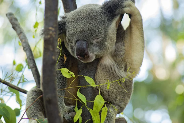 澳大利亚考拉 — 图库照片
