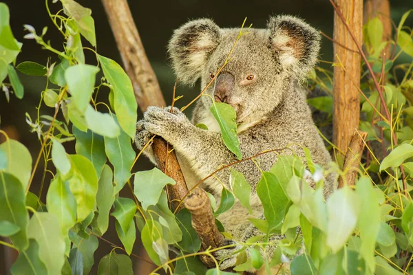 Koala australiano — Foto de Stock