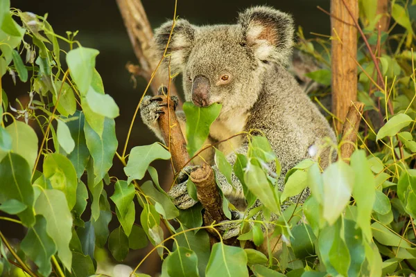 Australischer Koala — Stockfoto