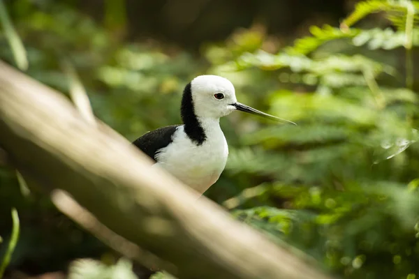 Stilt de alas negras — Foto de Stock