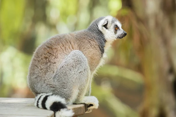 Lemur — Stock fotografie