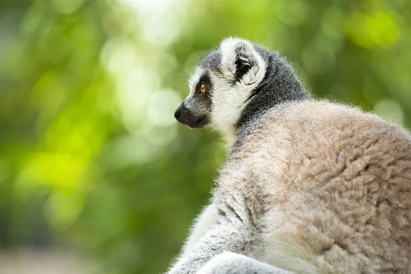 Lemur — Stok fotoğraf