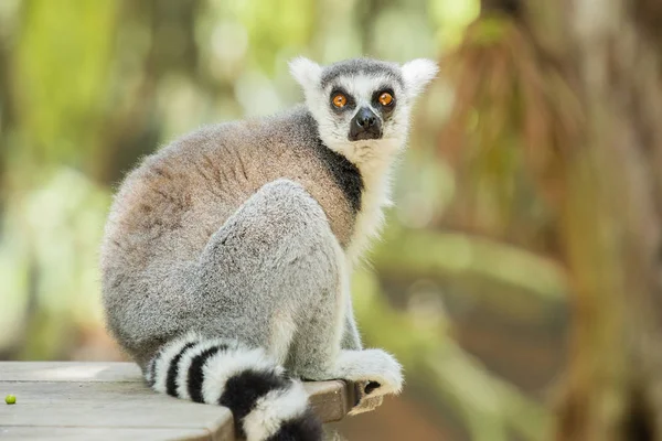 Lemur — Stockfoto