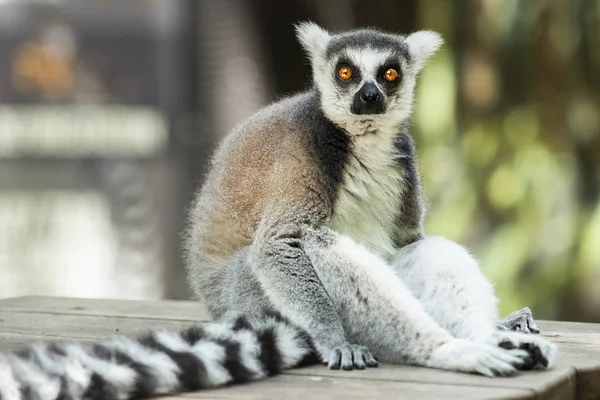 Lemur — Stok fotoğraf