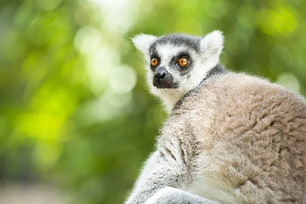 Lemur Royalty Free Stock Images