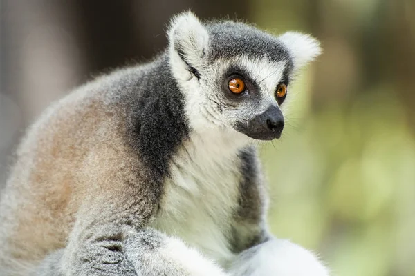 Lemur Stock Photo