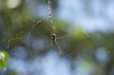 Altın Küre örümcek.