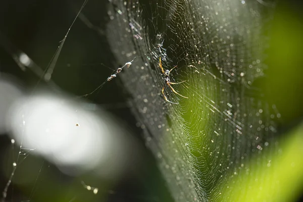 Zlaté koule pavouk. — Stock fotografie