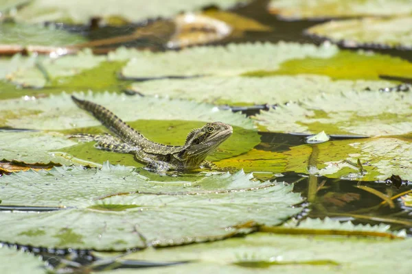 Eastern Water Dragon — Stock Photo, Image