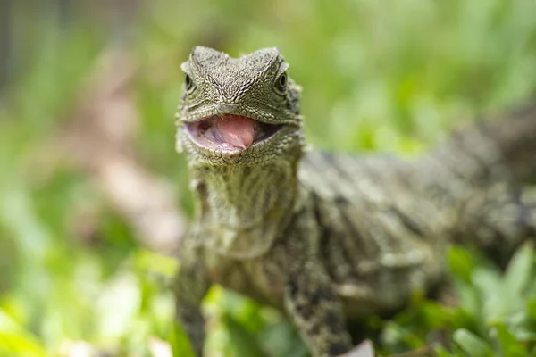 Dragón de agua oriental — Foto de Stock