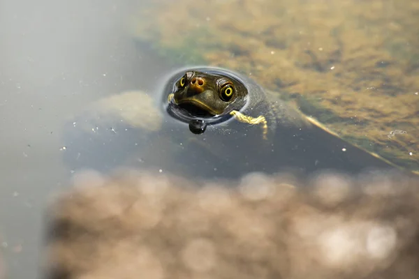 Tortue d'eau douce australienne — Photo