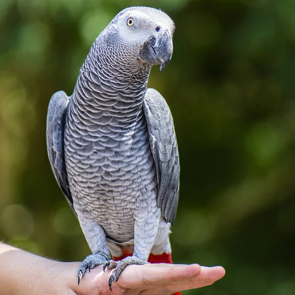 Perroquet gris d'Afrique — Photo
