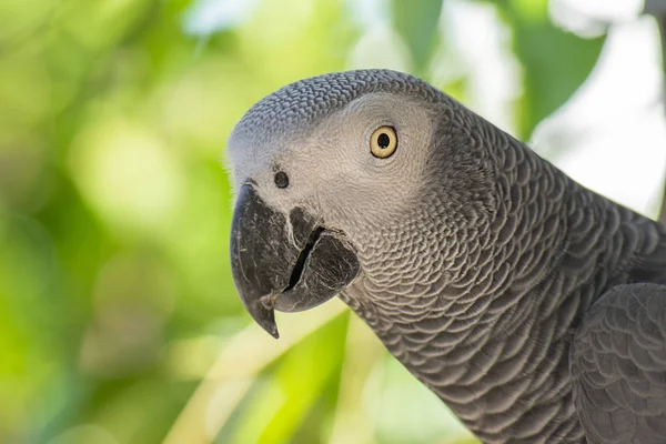 Afrikanischer Graupapagei — Stockfoto