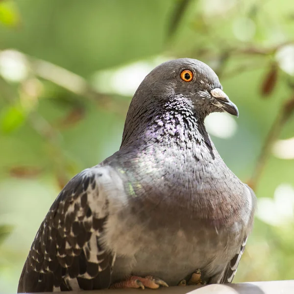 Pigeon sauvage — Photo