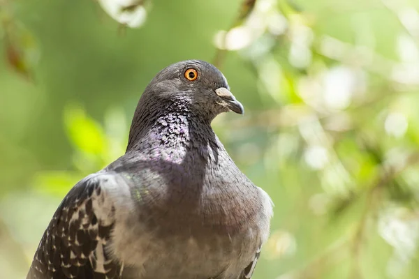 Yabani güvercin — Stok fotoğraf