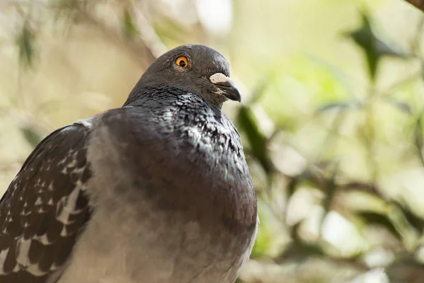 야생 비둘기 — 스톡 사진