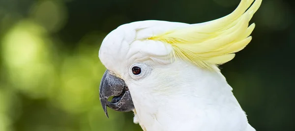 Yellow Crested Cockatoo — Stock Photo, Image