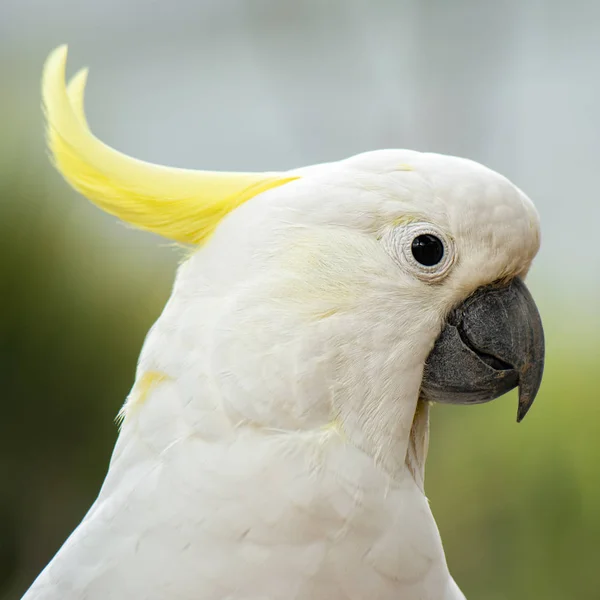 Gul krönad kakadua — Stockfoto