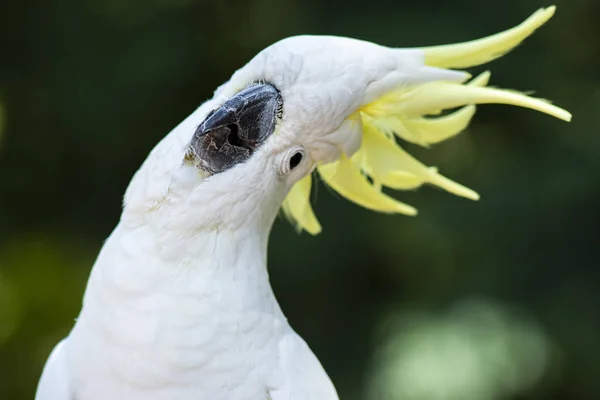 Yellow Crested Cockatoo — Stock Photo, Image