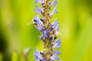 kadın dekoratif Venedik karnaval maskesi