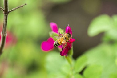 kadın dekoratif Venedik karnaval maskesi