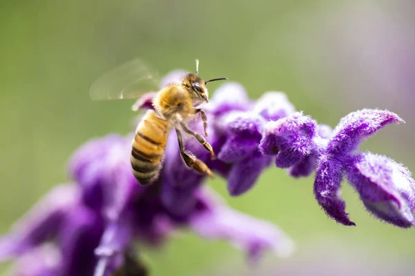 欧洲蜜蜂 — 图库照片