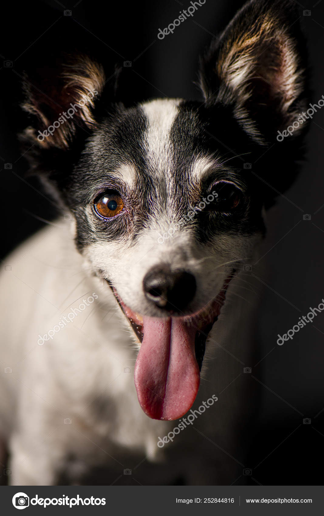 Miniature Fox Terrier Stock Photo C Artistrobd 252844816