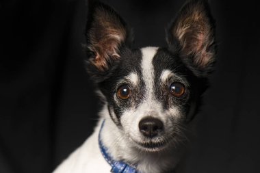 Minyatür tilki korkunç