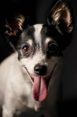 Minyatür tilki korkunç